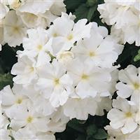 Quartz XP White Verbena Bloom