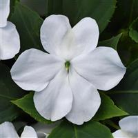 Beacon® White Impatiens Bloom