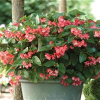 Dragon Wing® Pink Begonia Container