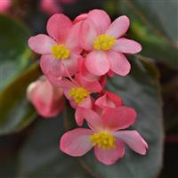 Dragon Wing® Pink Bronze Leaf Begonia Bloom