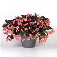Dragon Wing® Pink Bronze Leaf Begonia Container