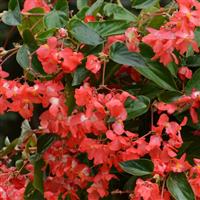 Dragon Wing® Red Begonia Bloom