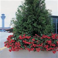 Dragon Wing® Red Begonia Commercial Landscape 2