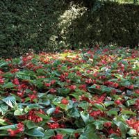 Dragon Wing® Red Begonia Commercial Landscape 4