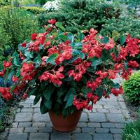 Dragon Wing® Red Begonia Container