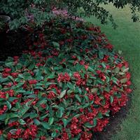 Dragon Wing® Red Begonia Garden