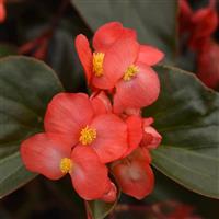 Dragon Wing® Red Bronze Leaf Begonia Bloom