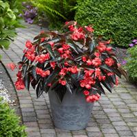 Dragon Wing® Red Bronze Leaf Begonia Container