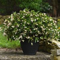 Dragon Wing® White Begonia Container