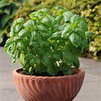 Dolce Fresca Basil Container