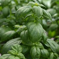 Everleaf Emerald Towers Basil Bloom