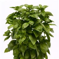 Everleaf Genovese Basil Bloom