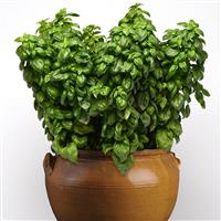 Everleaf Genovese Basil Container