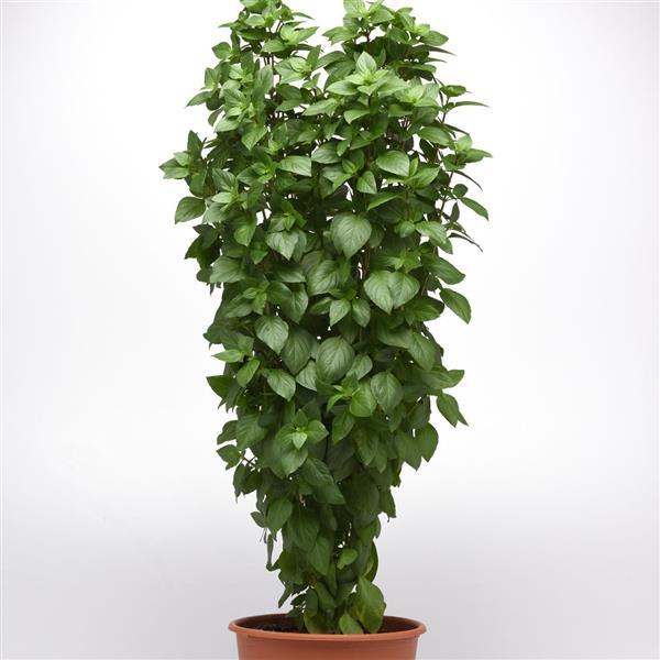 Basil Everleaf Thai Towers Container