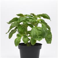 Newton Basil Container