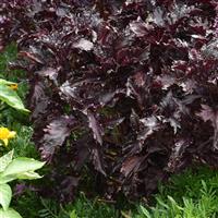 Purple Ruffles Basil Landscape