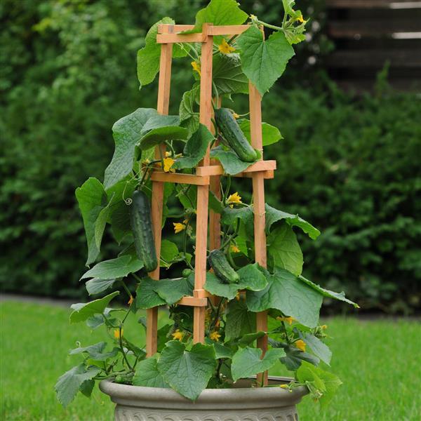 Cucumber Patio Snacker Container