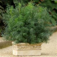Fernleaf Dill Container