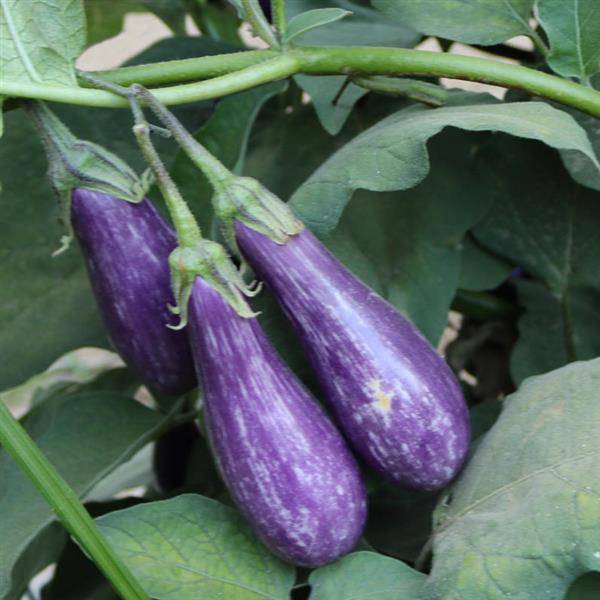 Eggplant Fairy Tale Bloom