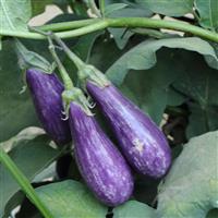 Fairy Tale Eggplant Bloom