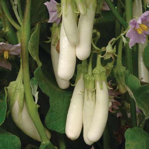 Eggplant Gretel Bloom
