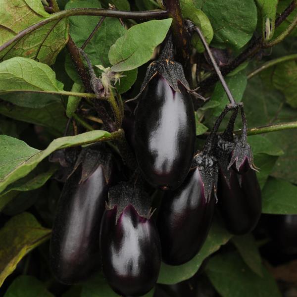 Eggplant Patio Baby Bloom