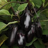 Patio Baby Eggplant Bloom