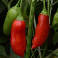 Aji Rico Pepper Bloom