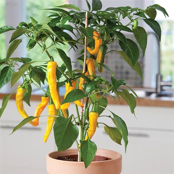 Pepper Golden Cayenne Container