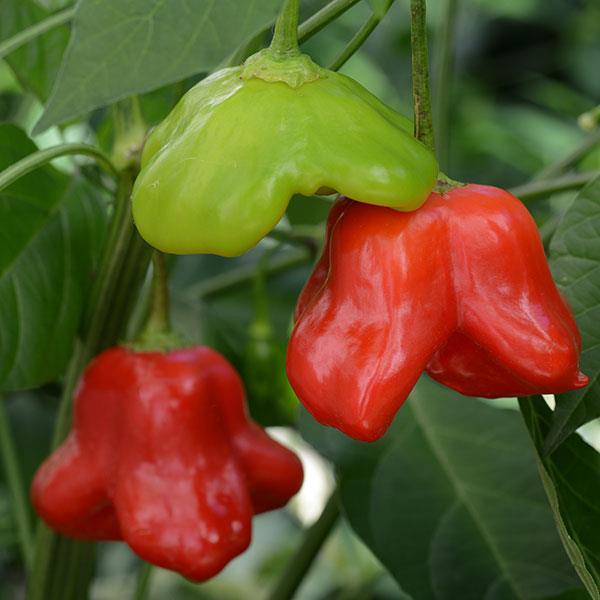 Pepper Mad Hatter Bloom