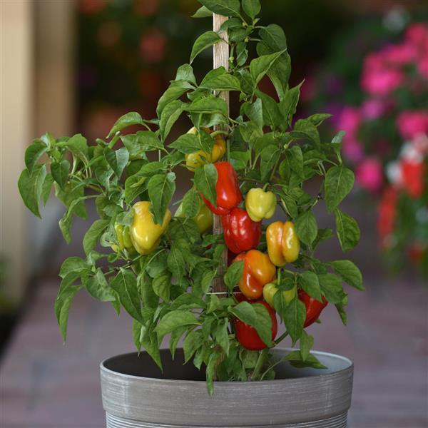 Pepper Prism Container