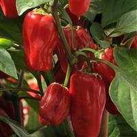 Sweet Heat Pepper Bloom