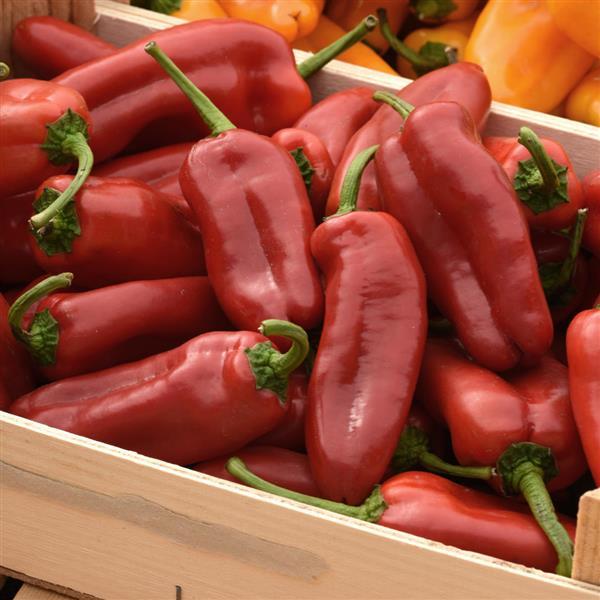 Pepper Peppi Red Container