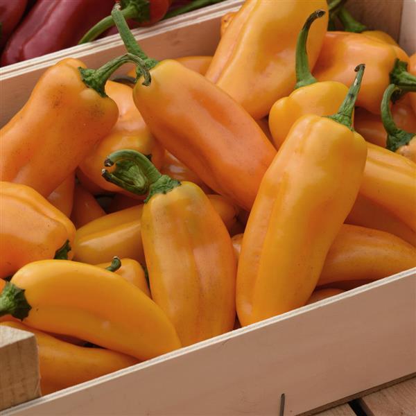 Pepper Peppi Yellow Container