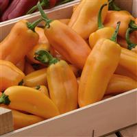 Peppi Yellow Pepper Container