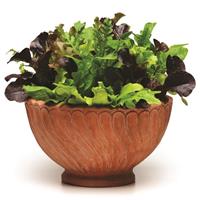 Alfresco Mixture SimplySalad® Container