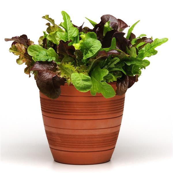 SimplySalad® City Garden Mixture Container