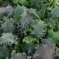 Kale Storm Mixture SimplySalad® Bloom