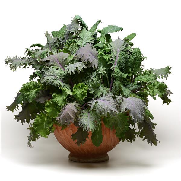 SimplySalad® Kale Storm Mixture Container