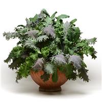 Kale Storm Mixture SimplySalad® Container