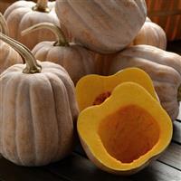 Autumn Frost Squash Bloom