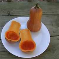 Honeynut Squash Bloom