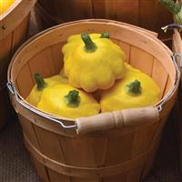 Lemon Sun Squash Container