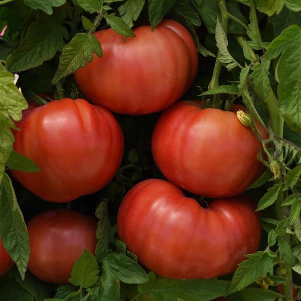 Tomato BlushingStar Bloom