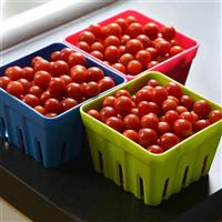Candyland Red Tomato Container