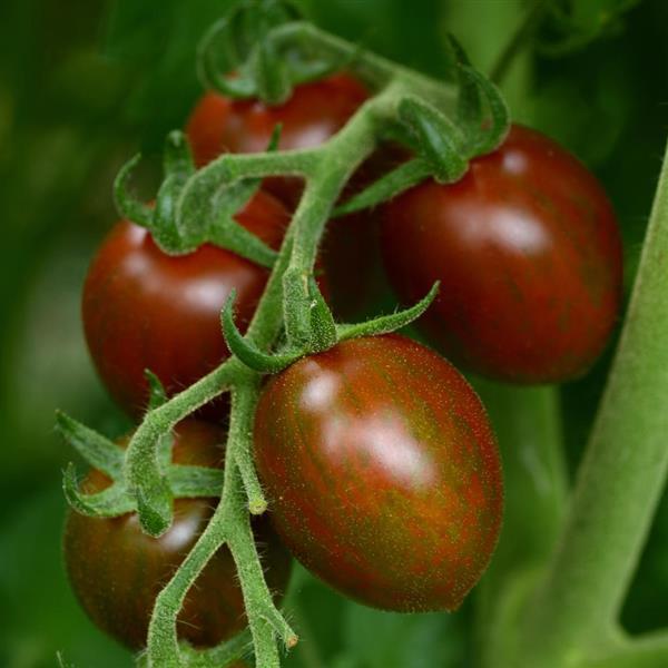 Tomato Chocolate Sprinkles Bloom