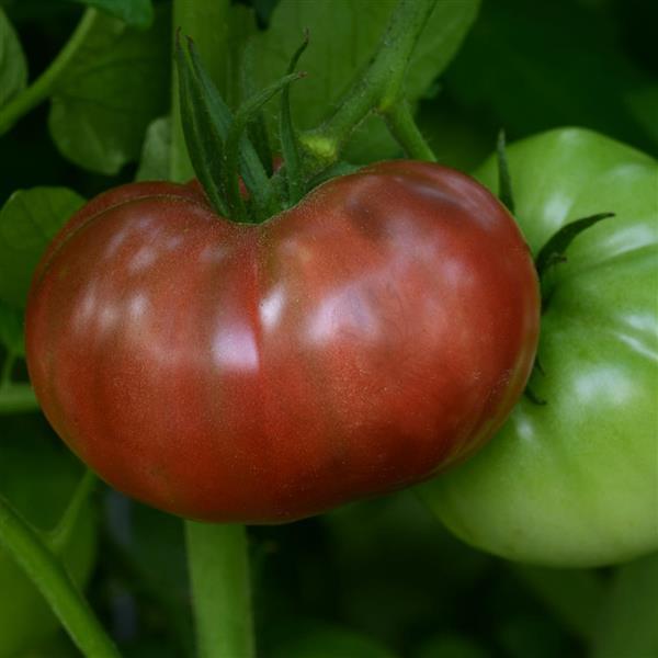 Tomato Heirloom Marriage™ Cherokee Carbon Bloom
