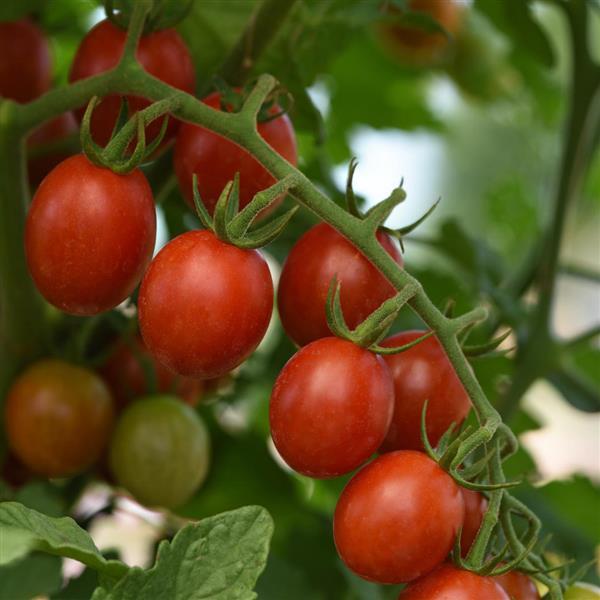 Tomato Helix Bloom