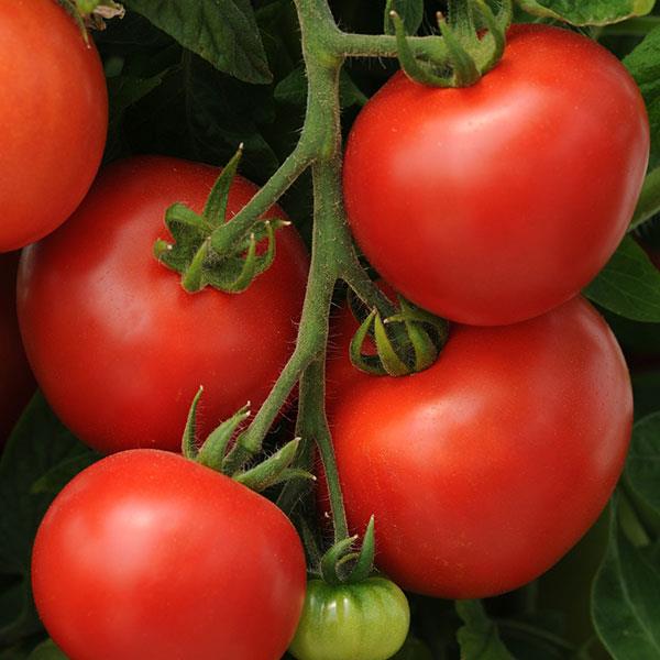Tomato Homeslice Bloom
