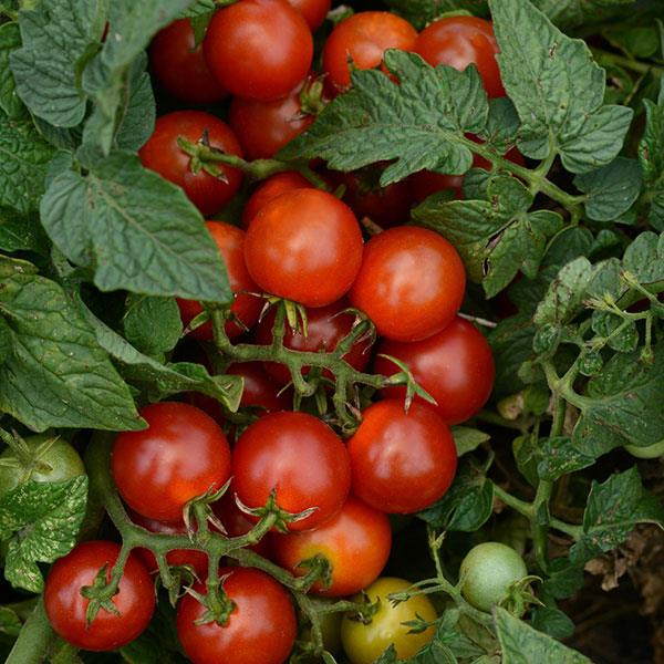 Tomato Little Bing Bloom